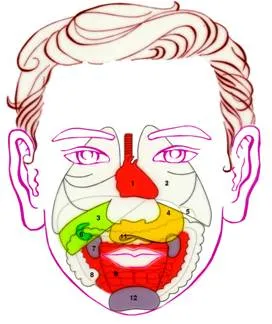 Проекция внутренних органов на лице