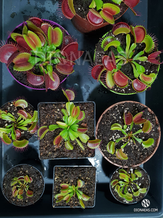 Венерина Мухоловка, Дионея (Dionaea muscipula) Разные фазы роста - детка, подросток, взрослая дионея