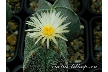 Astrophytum myriostigma v.guadricostatum  