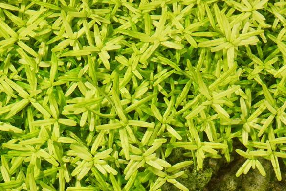 Rotala Хлороз (недостаток железа)