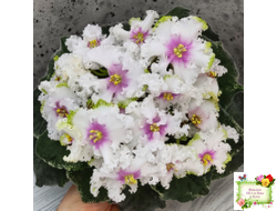 Р-Ярило Люкс (В. Зуб) 2022 г.