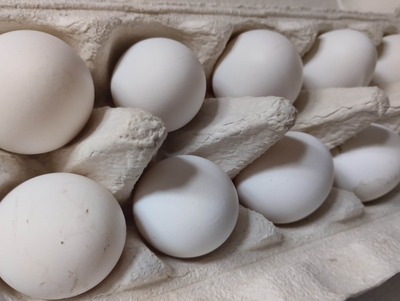 Яйцо молодых кур | ферма СытникЪ