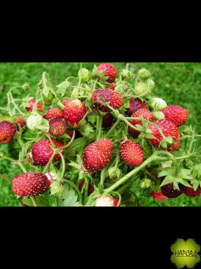 КЛУБНИКА (ЗЕМ-КЛУБНИКА) "ЦУКАТ МУСКАТНЫЙ" (ср-поздняя, очень сладкая, невероятно вкусная!)