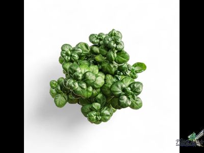 Диптеракантус эластика (Dipteracanthus elastica) горшок