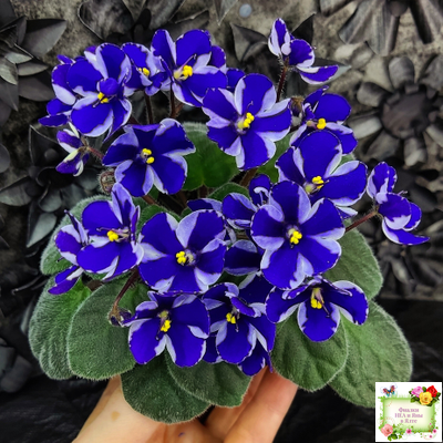 Concord (Horikoshi/Ozaki) (10/03/1992) химера (пасынок укоренённый)