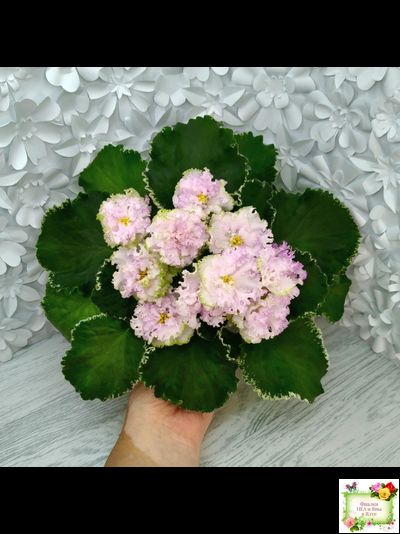 АВ-Богатая Невеста (Фиалковод) 2020 г.