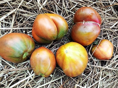 Томат Сладкое трюфельное сердце