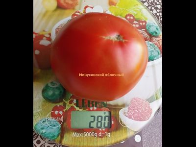Томат Минусинские яблочные