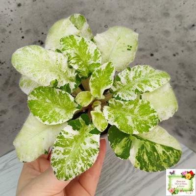 КНН-Крокус химерный спорт по листу