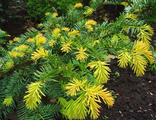 &quot;Саммерголд&quot; тис ягодный &#039;Summergold&#039;  (10-20см)