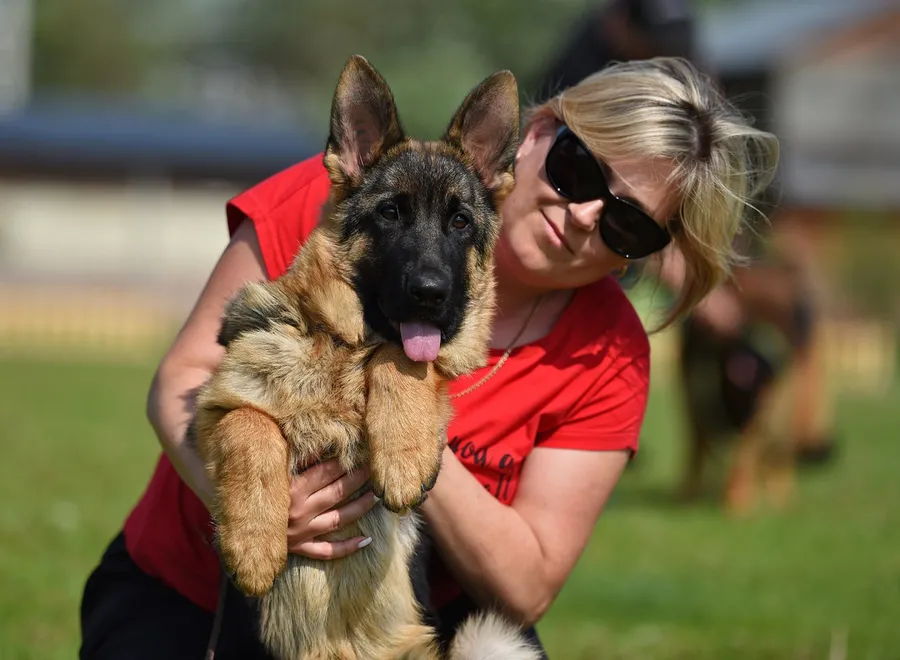монопородная выставка г. Бронницы 28.05.2023 1 место эксперт Peter Firic (Сербия)