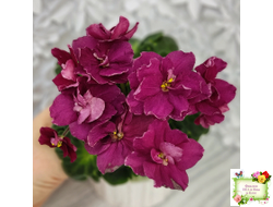 ВаТ-Супер Мама (Т.Валькова) 2020 г.