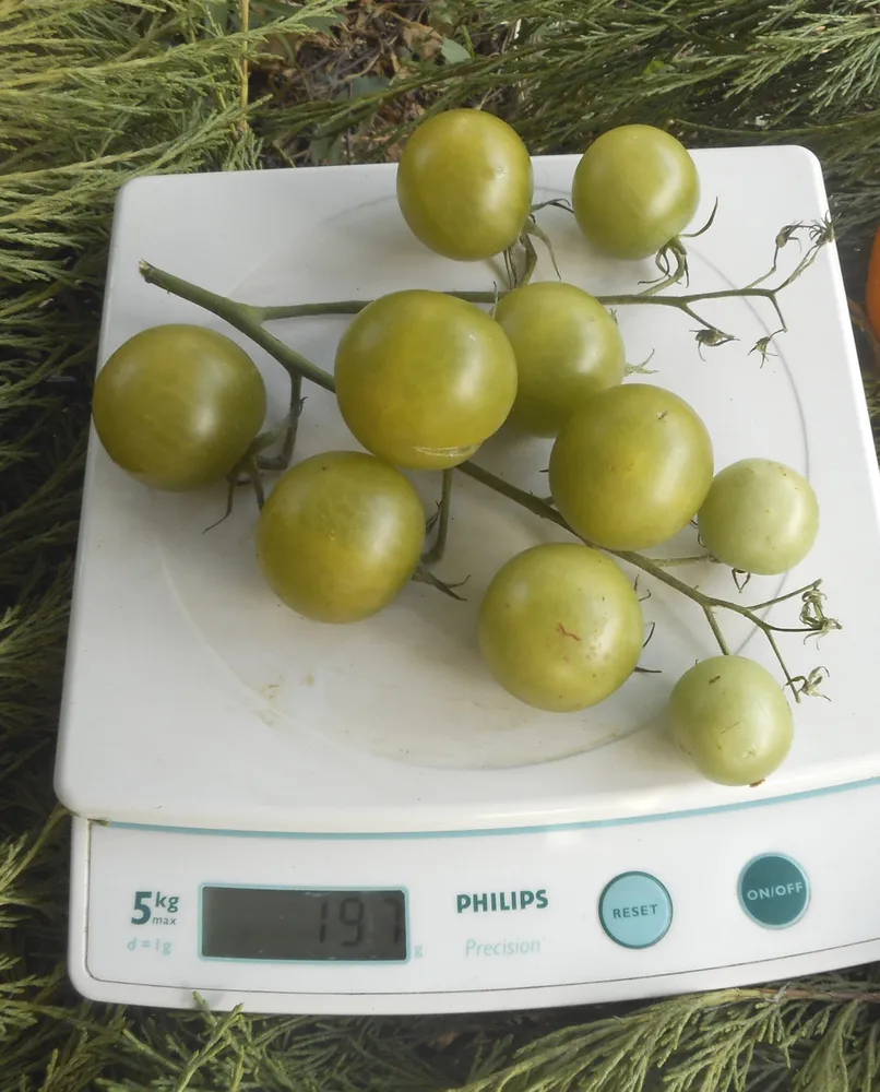 Самоцвет нефритовый