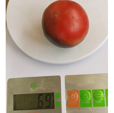 Томат Гондвана Гром (Dwarf Gondwana Thunder)