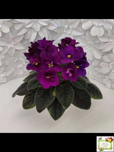 Jolly Prince (H.Pittman), #10462 (11/21/2011), DAVS 1731, TX Hyb