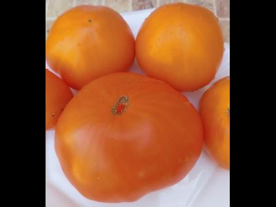 Томат Золотой Гигант Нельсона (Nelson's Golden Giant, США)