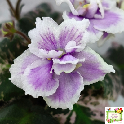 Mac's Jubilant Jamboree (G.McDonald) (Макс Джубилэнт Джэмбори)