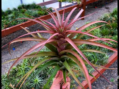 Тилландсия Capitata x Streptophylla