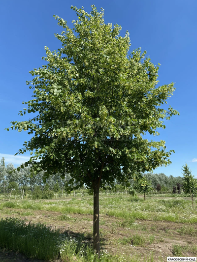 Липа европейская Палида - Pallida