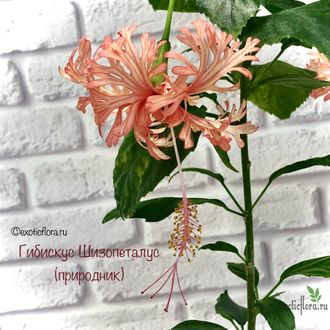 Гибискус Schizopetalus