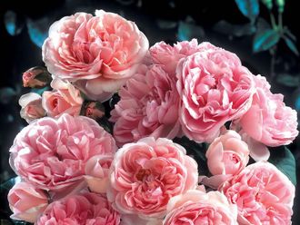 Синдерелла (Cinderella ),  Шраб