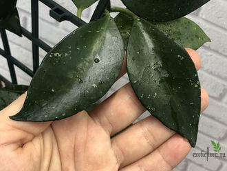 Hoya Sipitangensis