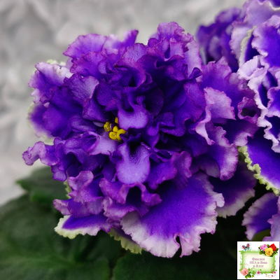 РМ-Синий Бриллиант (Н. Скорнякова) 2023 г.