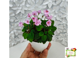 Frosted Fantasy (C.Sotkiewicz) трейлер (детка)