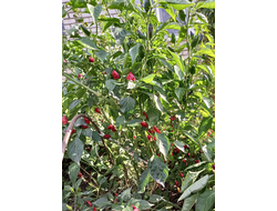 Перец острый Baumchili Rot