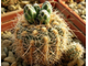 Gymnocalycium bruchii ssp.melojeri VG-272 (D=18-20мм)
