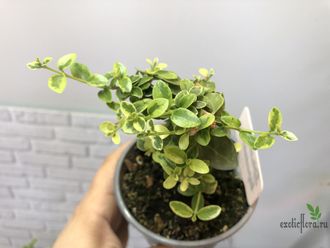 Премна вариегатная / Premna serratifolia variegated