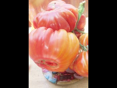 Томат Гигант Фарина (Gigante Farina, Италия)