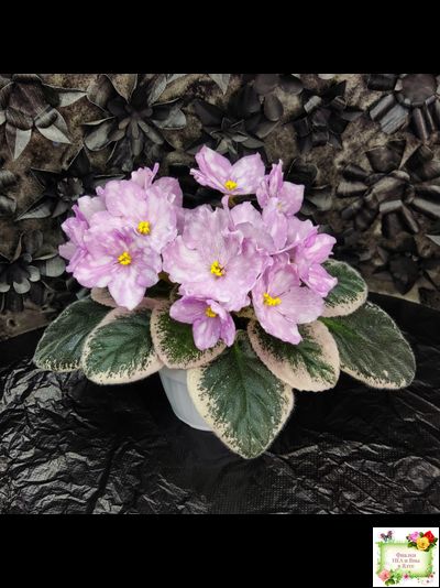 Rivermist Beguiling (J. Baker) (стартер)