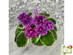 SV-Космические Ежи (С. Суворова) 2021 г.