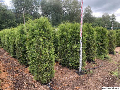 Живая изгородь из туи западной Смарагд - Smaragd