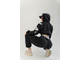 Спортивные GYM SWEATPANTS MUSCLE MOMMY 623 Черные