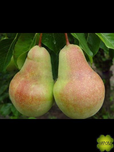 ГРУША "САМАРСКАЯ КРАСАВИЦА" (ранне-осенняя)