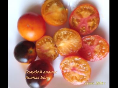 Томат Голубой ананас (Ananas blue)