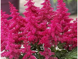 Астильба Арендса Big Band, C2