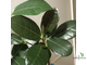 Ficus sp.(T01) Indonesia / Фикус Индонезия природник