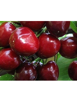 Черешня Искра (поздний)