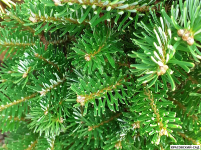 Пихта Дискус - Discus