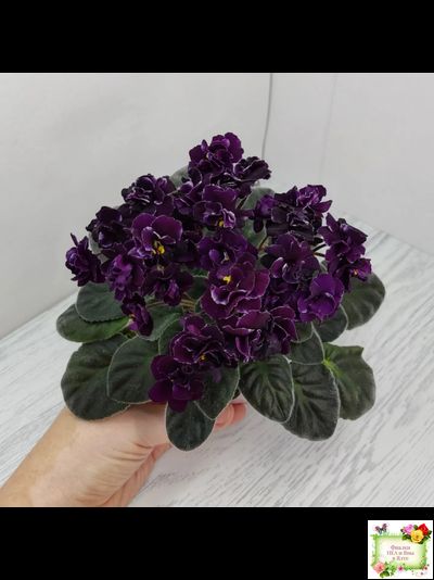 Mac&#039;s Black Uhuru (G. McDonald)