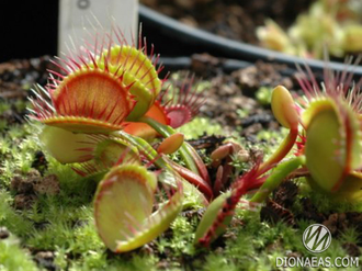 Dionaea muscipula Cross teeth#1