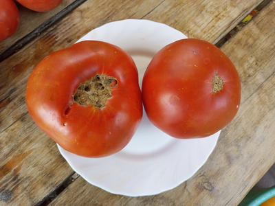 Томат Клавдия еремеевская