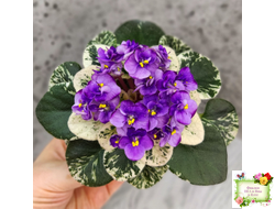 Grog (H.Pittman) (пасынок укоренённый)