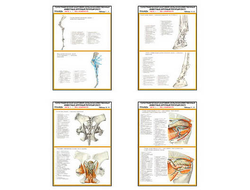 Плакаты ПРОФТЕХ "Топограф. анатомия. Лошадь. Таз и конеч." (22 пл, винил, 70х100)