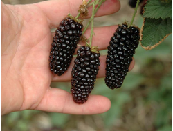 Ежевика кустистая Карака блэк, C3