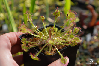 Drosera Rotundifolia | Росянка Круглолистая