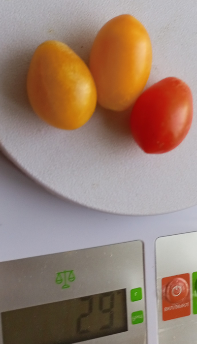 Томат черри Субмарина блаш (Submarine Blush)